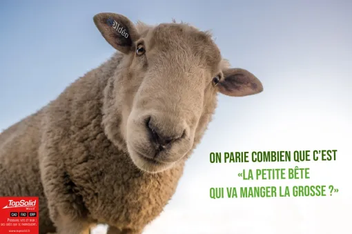 Le mouton à 5 pattes VS Efficience, Roanne, Idéo Solutions